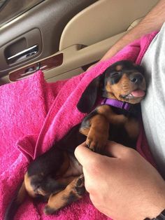 a small dog laying on top of a pink blanket in the back seat of a car