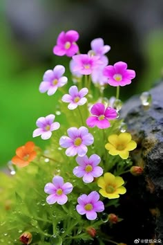 small flowers growing out of the side of a rock