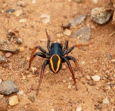 a blue and yellow spider sitting on top of a dirt ground next to some rocks