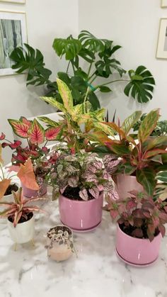 several potted plants are sitting on a table