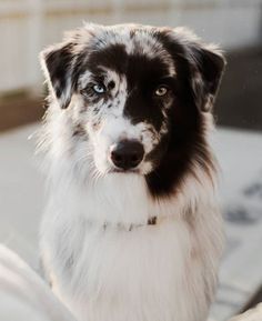 a black and white dog is looking at the camera