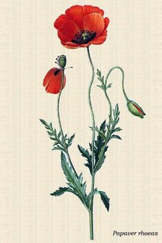 two red flowers with green stems on a beige background and the words,'flower hopes'written in black ink