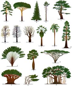 the different types of trees and their leaves are shown in this diagram, which shows how they