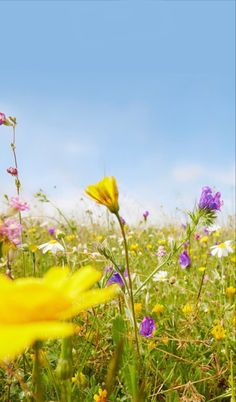 wildflowers and daisies in a field with blue sky