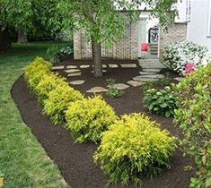 a garden with yellow flowers and trees in the front yard, next to a white house