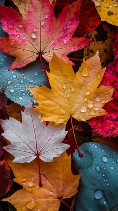 colorful autumn leaves with water droplets on them