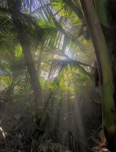 the sun is shining through the trees in the jungle