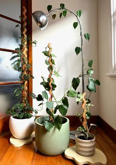 three potted plants sitting on top of a hard wood floor next to a window