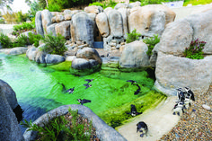 several penguins are swimming in the water near some rocks and boulders with green algae growing on them