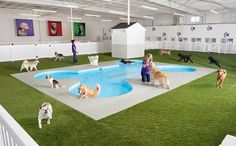 a group of dogs standing around in an indoor swimming pool with people and dogs on the grass