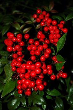 red berries are growing on the green leaves