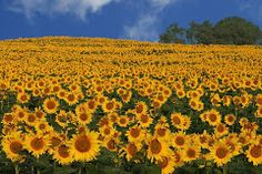 a large field of sunflowers under a cloudy blue sky