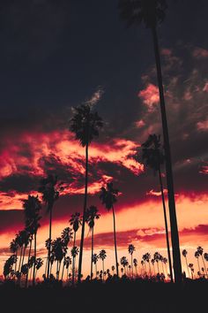 palm trees are silhouetted against an orange and pink sky