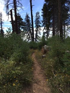 a dirt path in the woods with lots of trees and flowers on either side of it