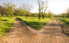 a dirt road in the middle of a grassy field with trees and grass on both sides