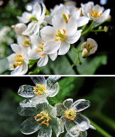 two pictures of white flowers with yellow stamens and green leaves in the background