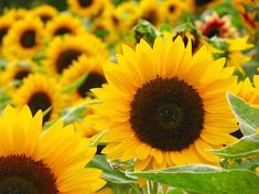 a field full of sunflowers with lots of green leaves