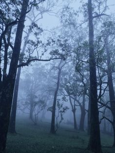 trees in the fog with no leaves on them