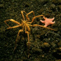 a yellow and orange spider sitting on top of dirt next to a pink starfish