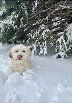 a small white dog sitting in the snow with its tongue out and his tongue hanging out