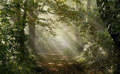 the sun is shining through the trees in the forest