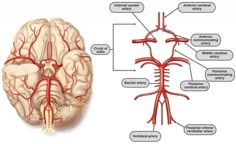 an image of the human brain with blood vessels and branches labeled in red on white