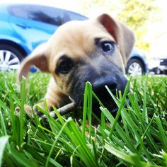 a puppy chewing on a stick in the grass with cars behind it and one dog is looking at the camera