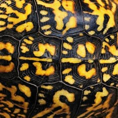 a close up view of an orange and black tortoise shell with yellow spots