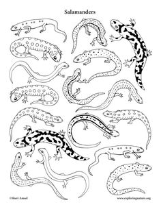 an image of salamanders in black and white with the words salamanders on it