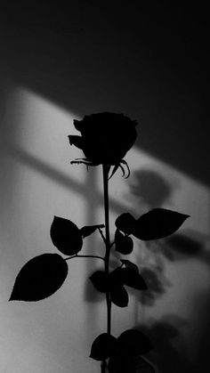 a black and white photo of a single rose in the dark with its shadow on the wall