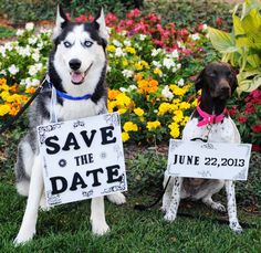 two dogs holding signs that say save the date and have their heads turned to look like they are sitting in front of flowers