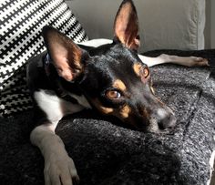 a black and brown dog laying on top of a couch