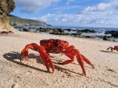 a close up of a crab on the beach