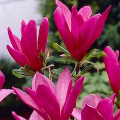 pink flowers are blooming in the garden