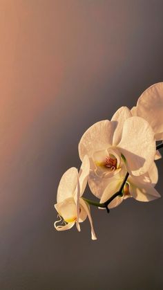 three white orchids in the air against a gray background with soft light coming from behind them