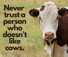 a brown and white cow standing on top of a grass covered field next to a quote