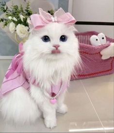 a white cat with blue eyes wearing a pink bow