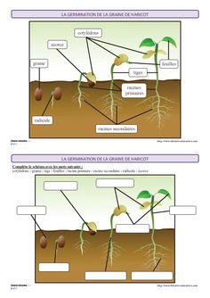 two diagrams showing the stages of plant growth