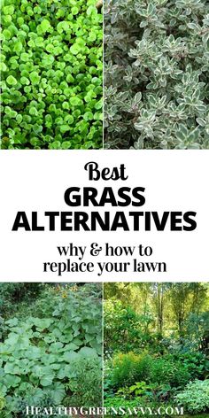 different types of plants with the words best grass alternatives why and how to replace your lawn