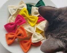 a gray cat laying on top of a white plate next to colorful hair bows in front of it