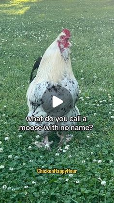 a chicken is standing in the grass with its head turned to look like it's saying what do you call a moose with no name?