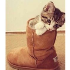 a small kitten sitting inside of a brown boot on the floor next to a wall