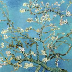 the branches of an almond tree in blossom against a teal blue background with white flowers