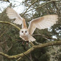 an owl flying through the air with its wings spread