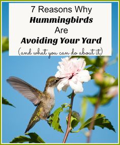 a hummingbird sitting on top of a flower with the words 7 reasons why hummingbirds are avoiding your yard and what you can do about it