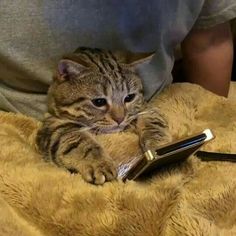 a cat laying on top of a blanket next to a hair dryer