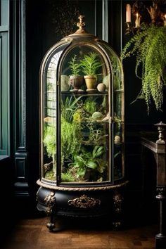 a glass case filled with lots of plants on top of a wooden floor next to a fireplace