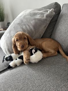 a brown dog laying on top of a gray couch next to a stuffed animal toy