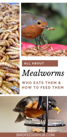 birds eating food out of a feeder with the words all about mealworms who eats them and how to feed them