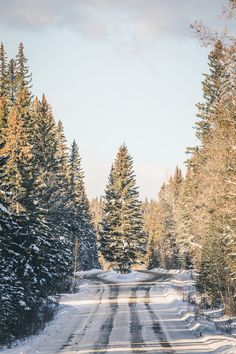 an empty road surrounded by snow covered trees and evergreens on both sides with no traffic